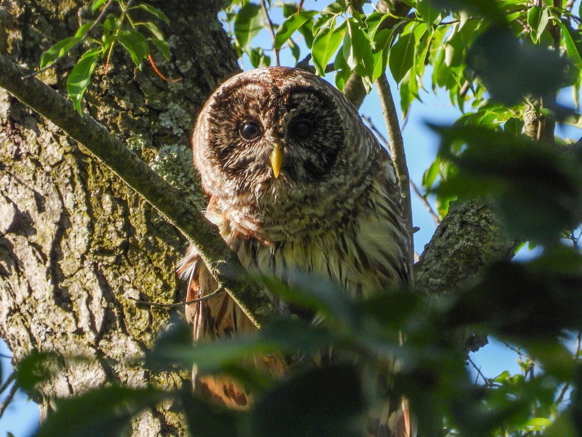 Barred Owl - ML620132936