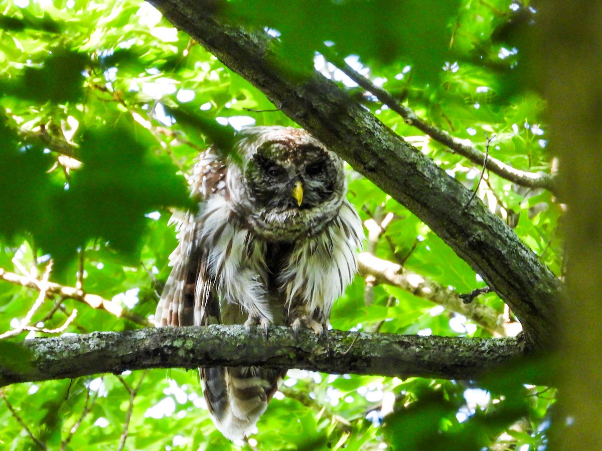 Barred Owl - ML620132938