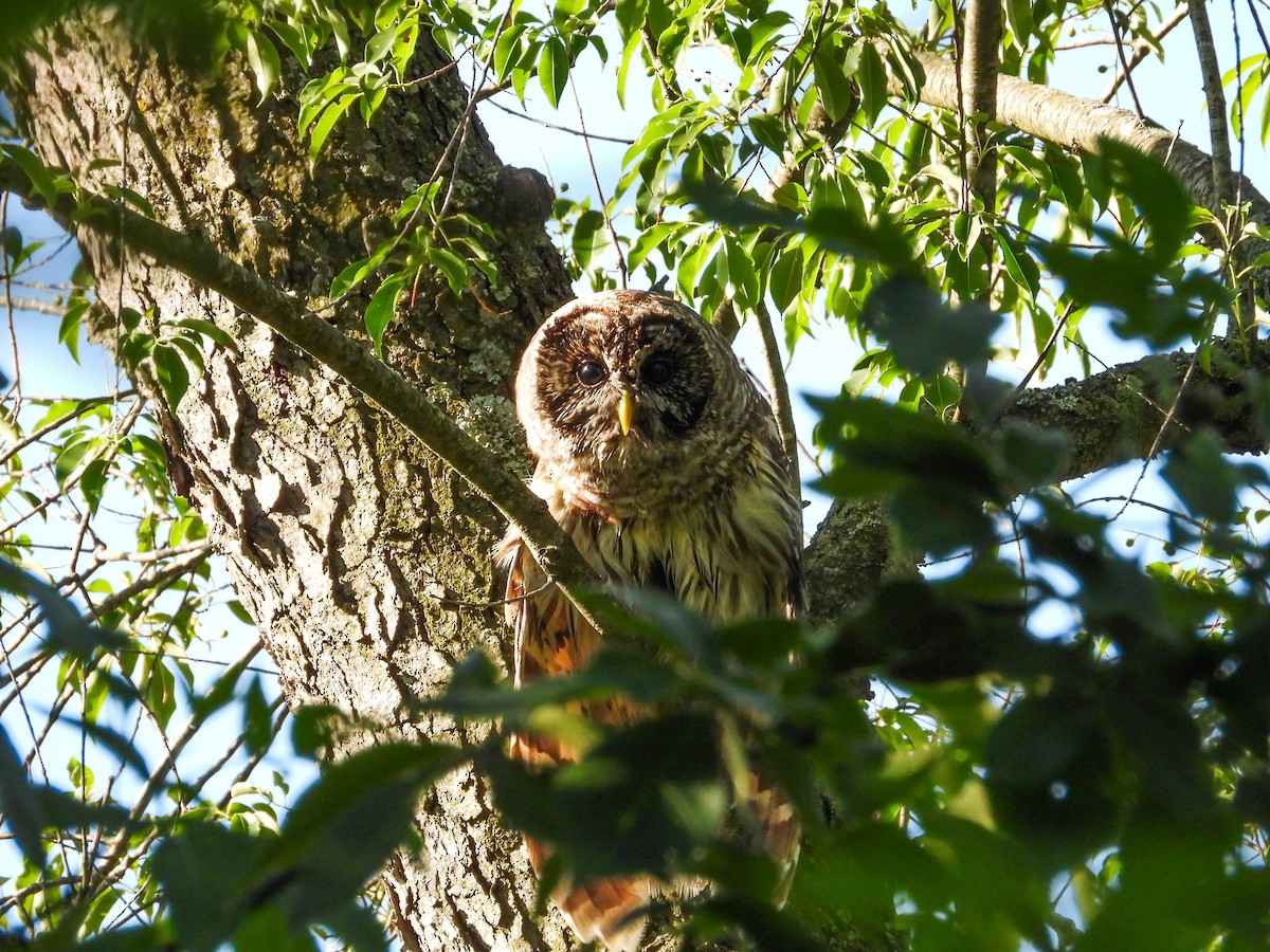 Barred Owl - ML620132939