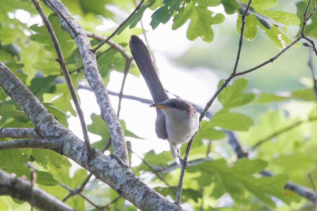 Yellow-billed Cuckoo - ML620132940