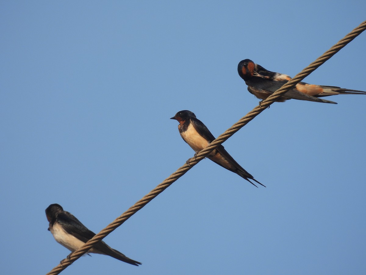 Barn Swallow - ML620132947