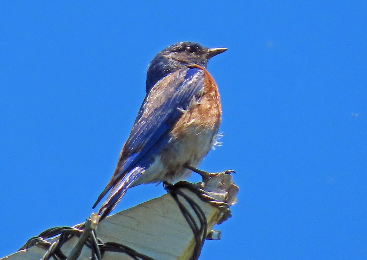 Western Bluebird - ML620132948