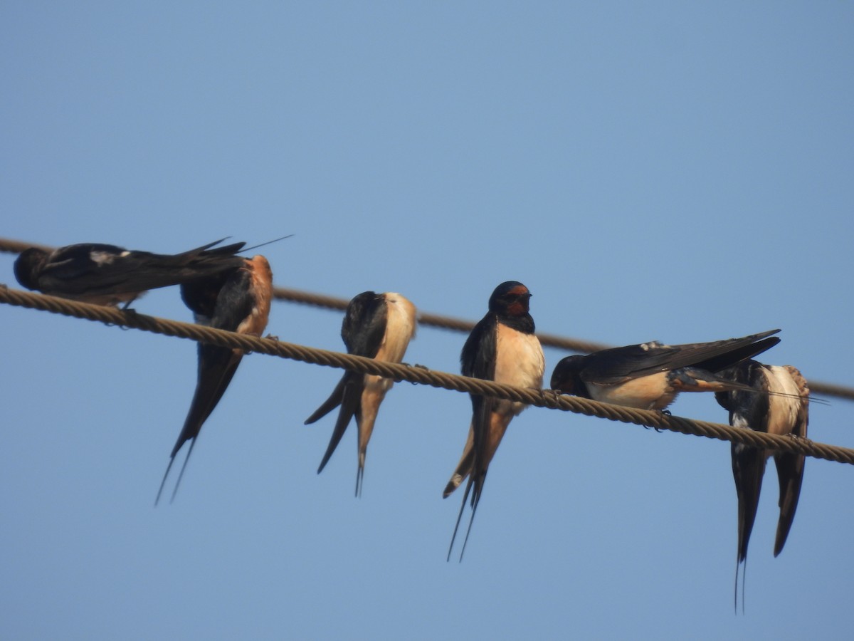 Barn Swallow - ML620132950