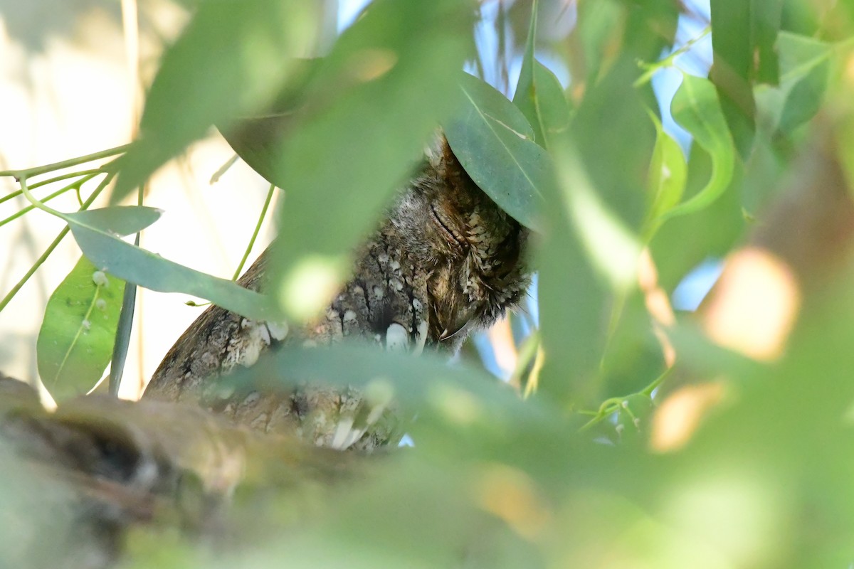 Eurasian Scops-Owl - ML620132969