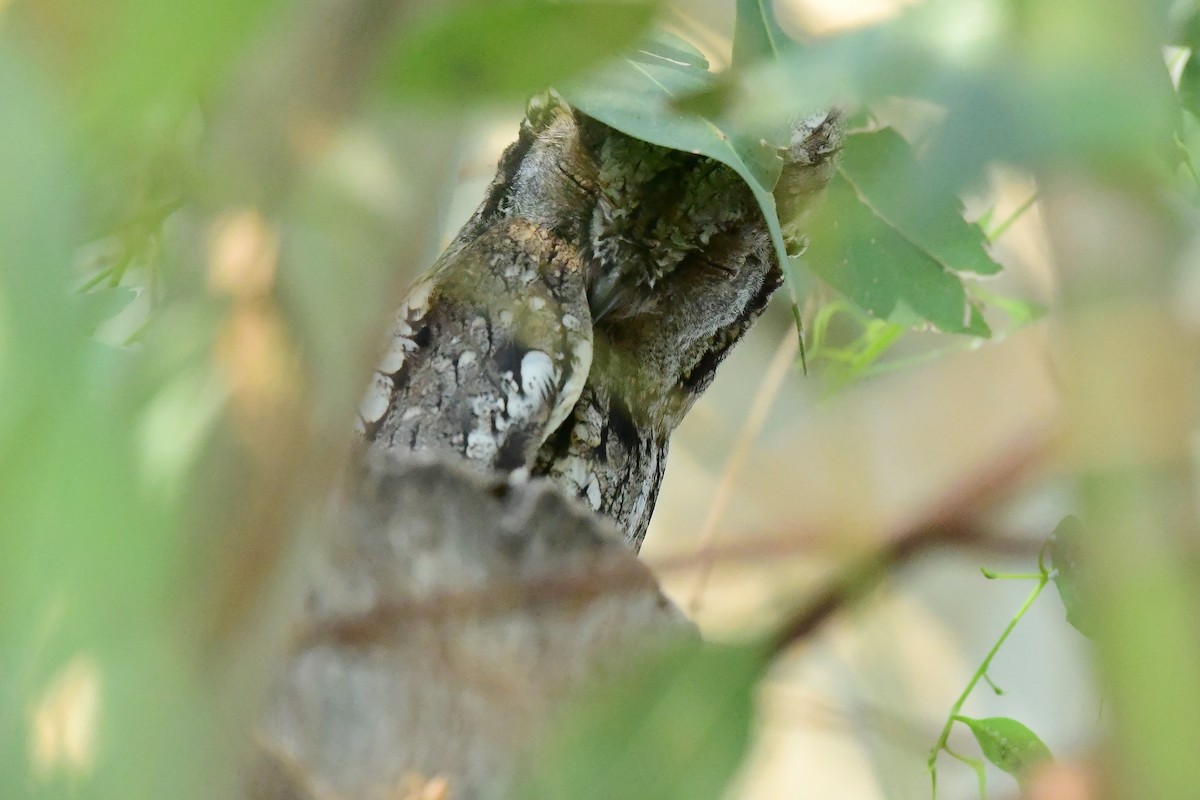 Petit-duc scops - ML620132971