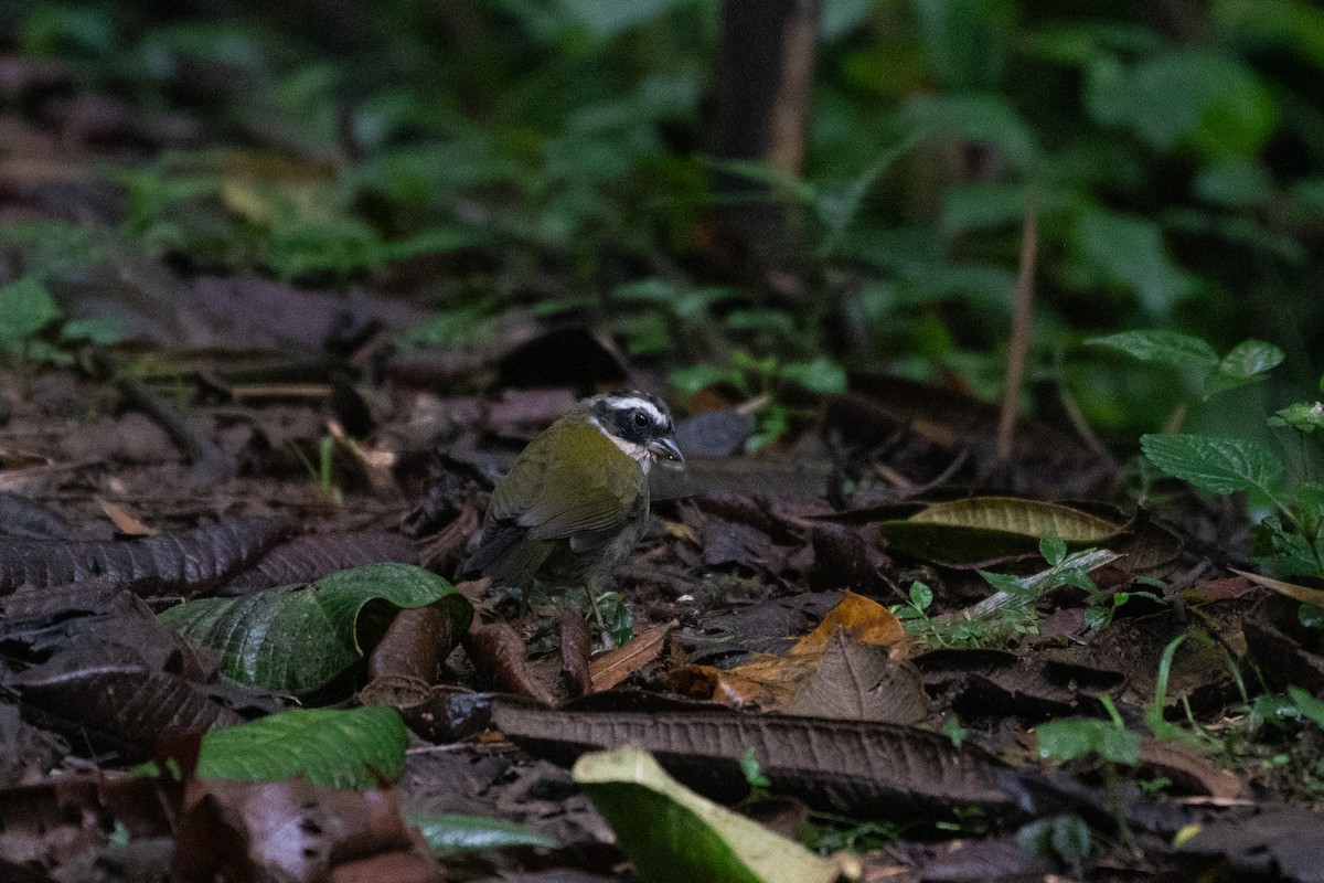 Half-collared Sparrow - ML620132972