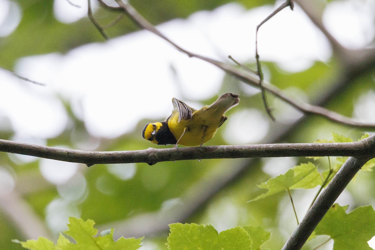 Hooded Warbler - ML620132977