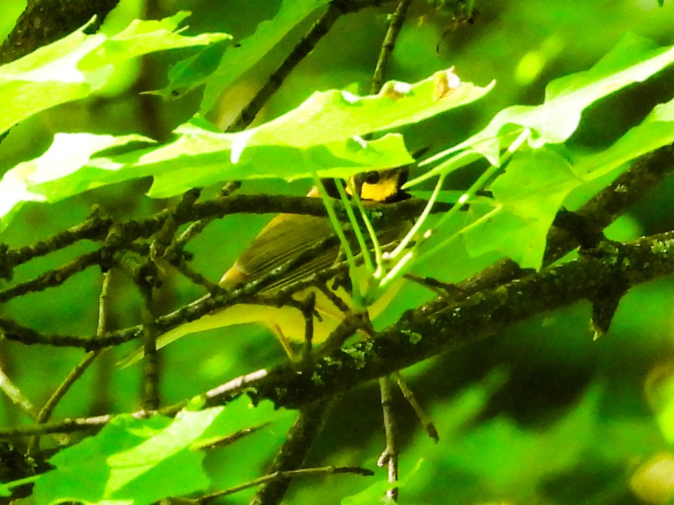 Hooded Warbler - ML620132983