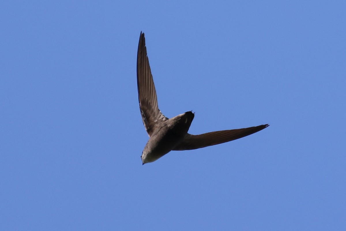 Chimney Swift - ML620132986