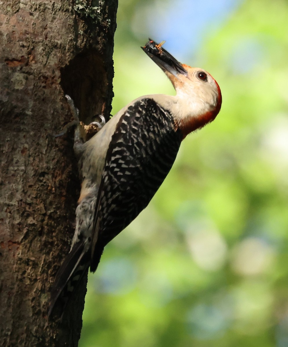 Red-bellied Woodpecker - ML620132997