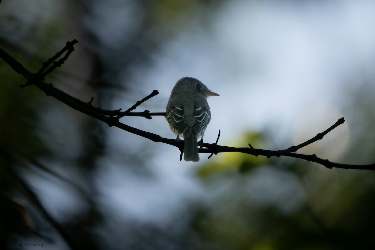 Moucherolle vert - ML620133012