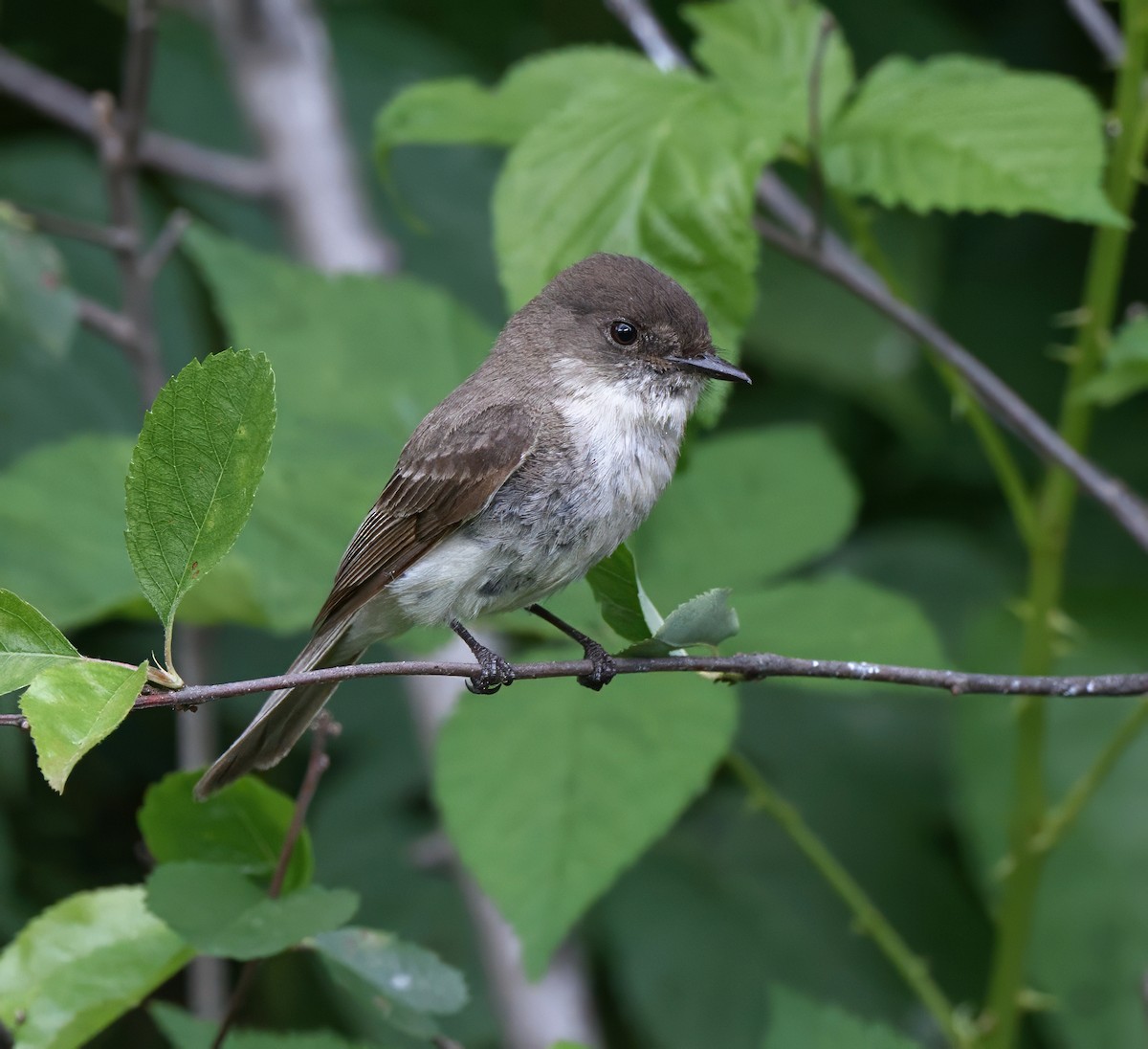 Eastern Phoebe - ML620133017