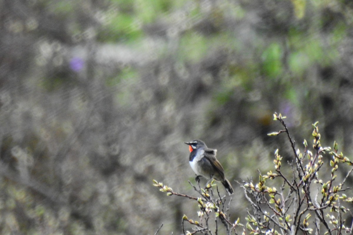 Tibetrubinkehlchen - ML620133037