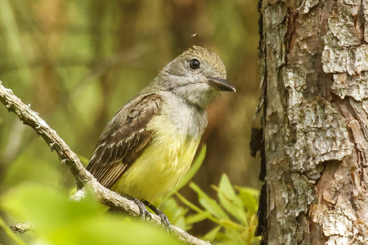 Great Crested Flycatcher - ML620133043