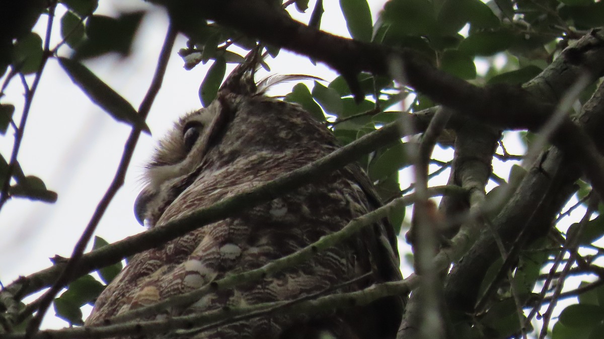 Great Horned Owl - ML620133044