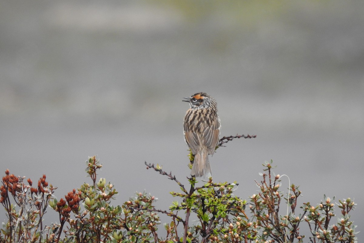 Rufous-breasted Accentor - ML620133048