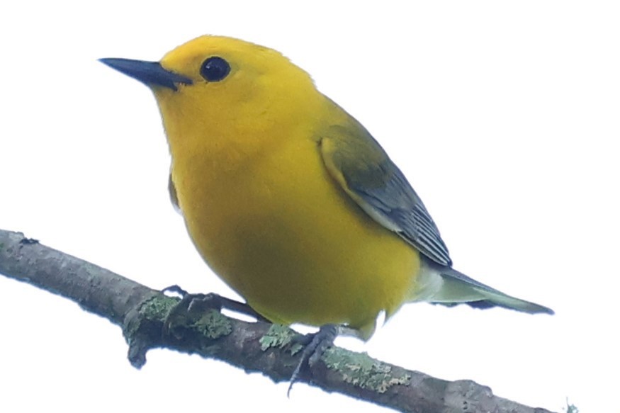 Prothonotary Warbler - ML620133056