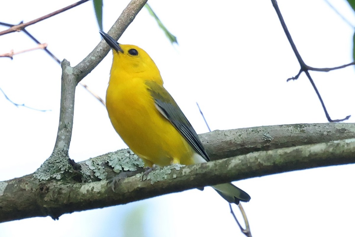 Prothonotary Warbler - ML620133057