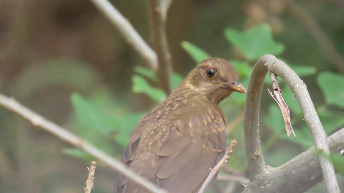 Clay-colored Thrush - ML620133091