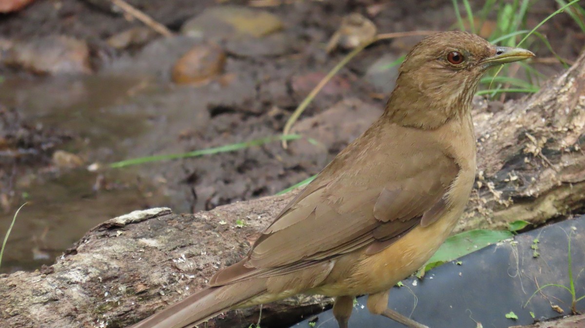 Clay-colored Thrush - ML620133093