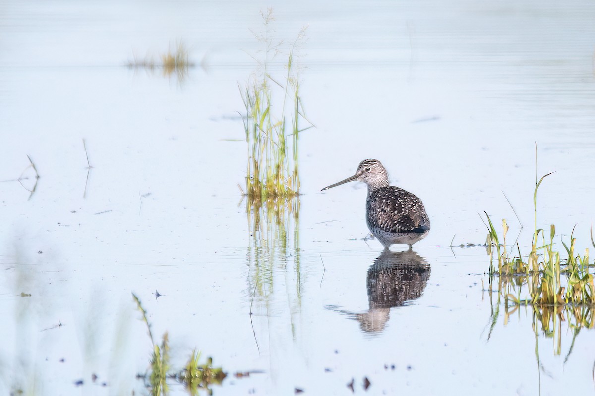 Greater Yellowlegs - ML620133099