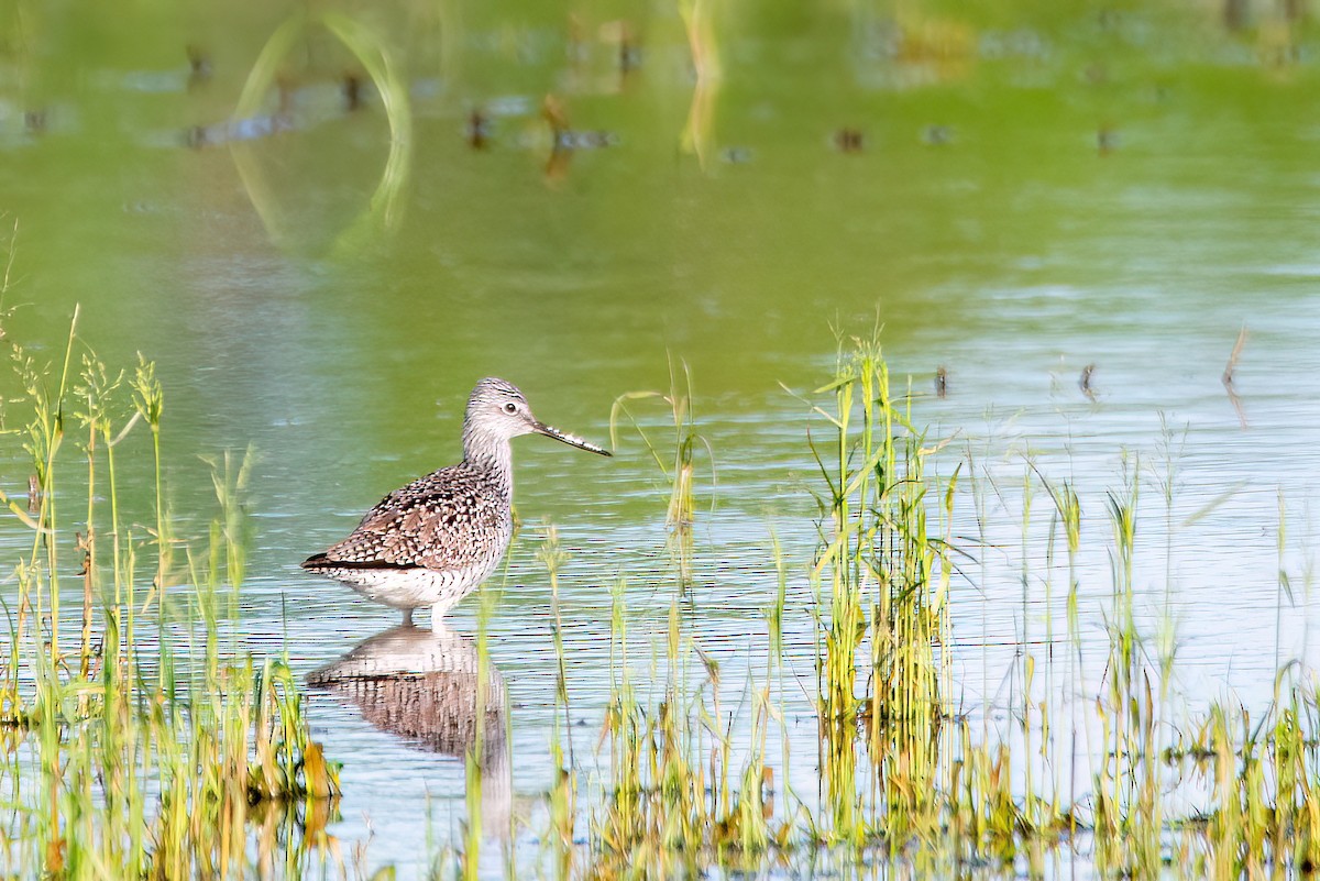 Greater Yellowlegs - ML620133100