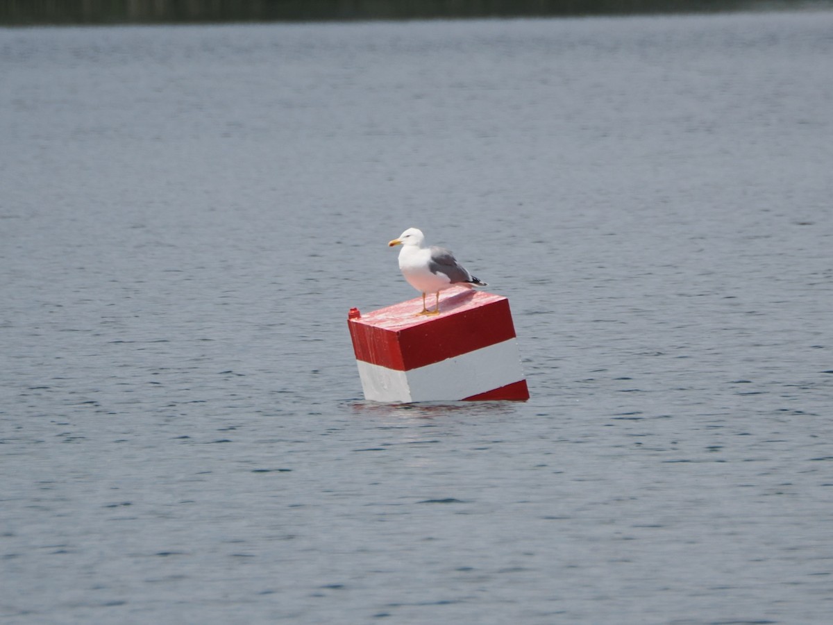 Yellow-legged Gull - ML620133103