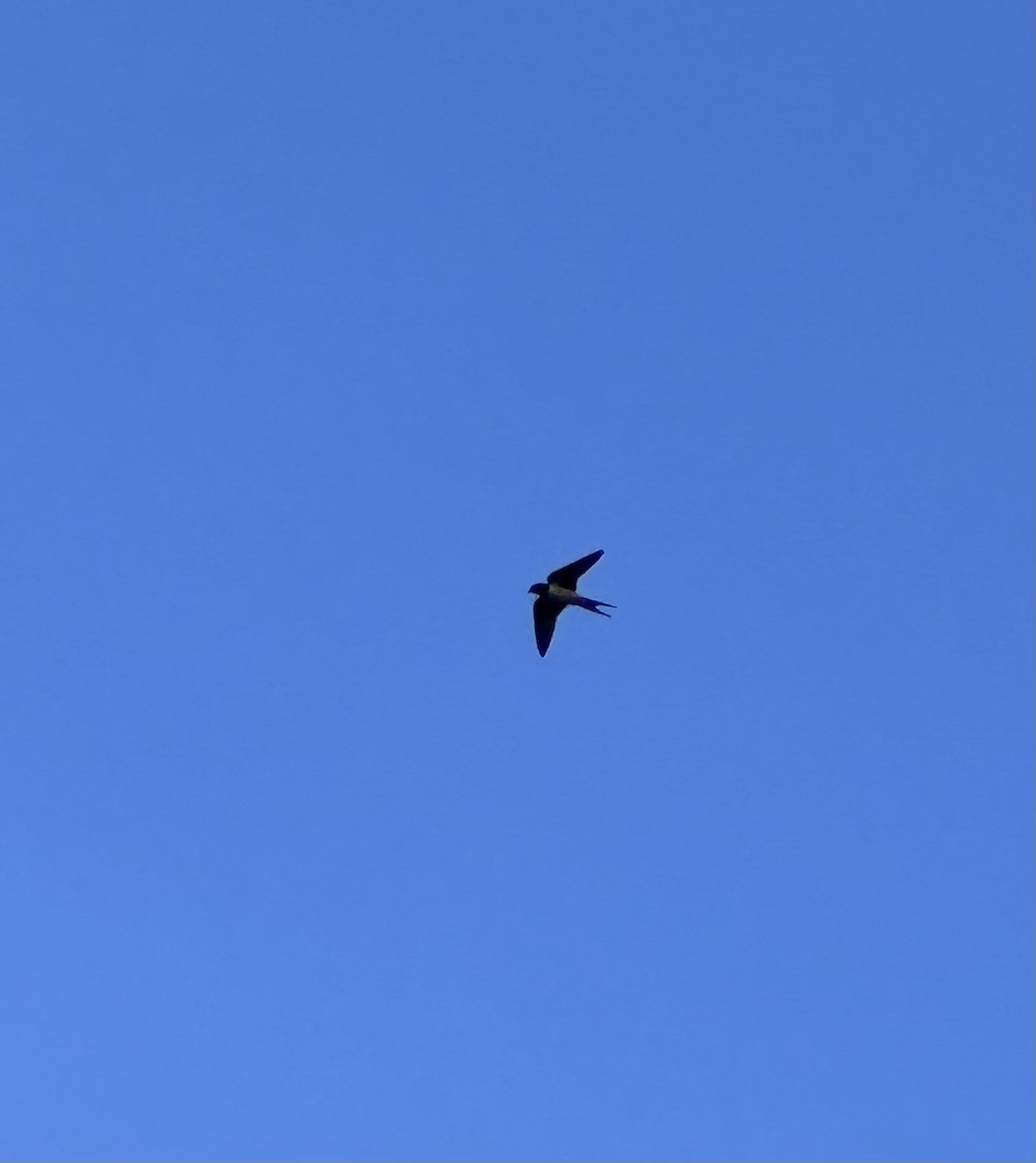 Barn Swallow - ML620133111