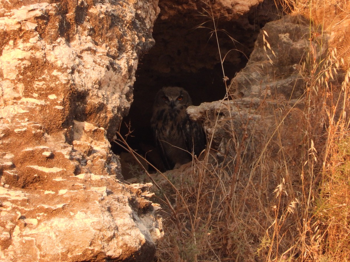 Eurasian Eagle-Owl - ML620133114