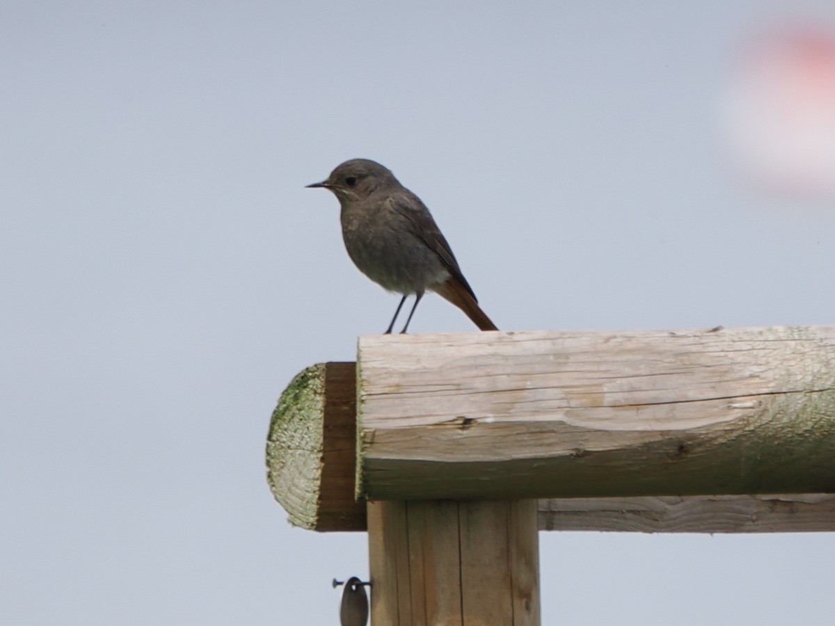 Black Redstart - ML620133115