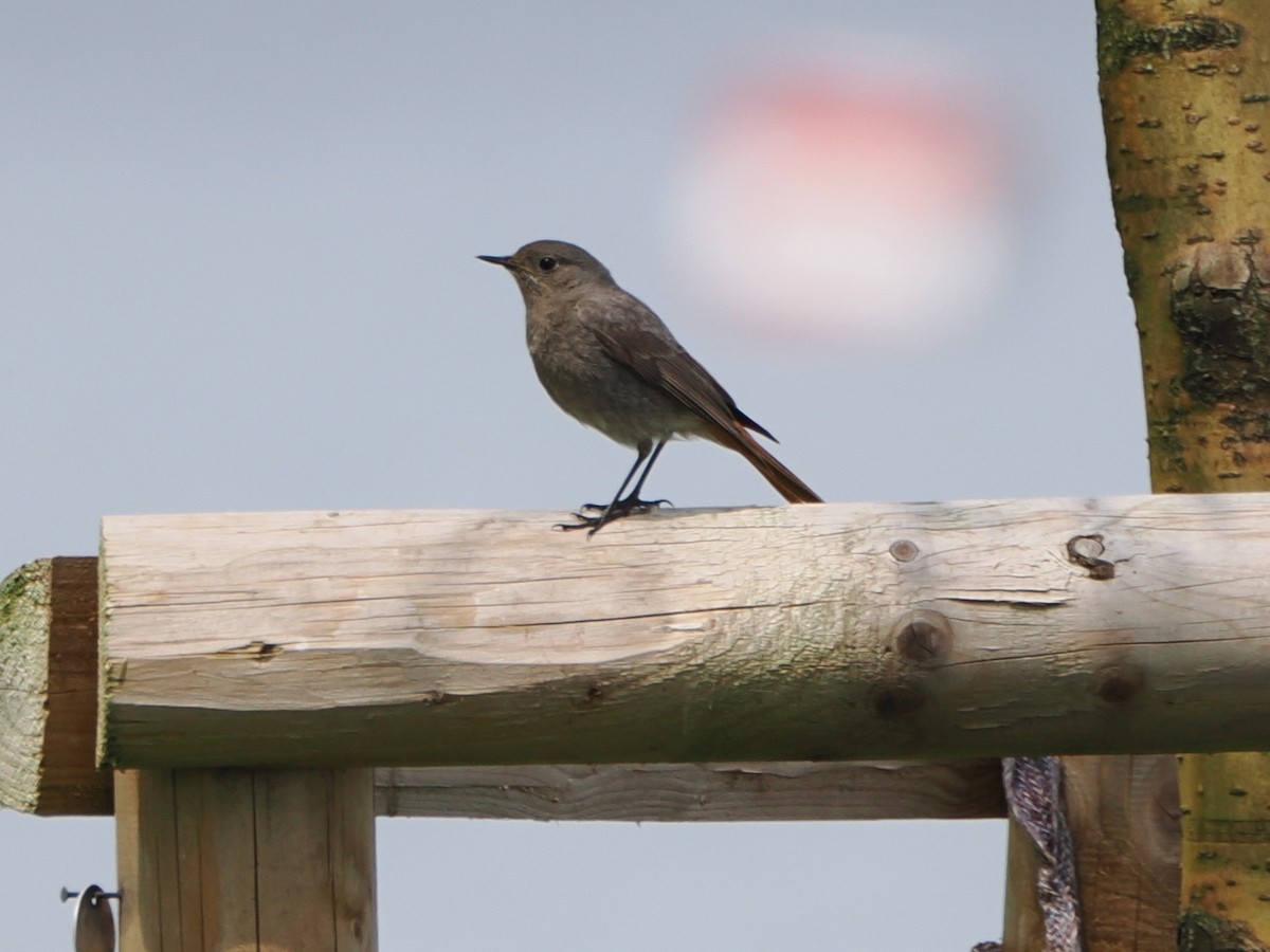 Black Redstart - ML620133116