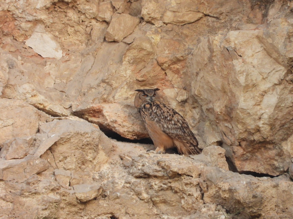 Eurasian Eagle-Owl - ML620133117