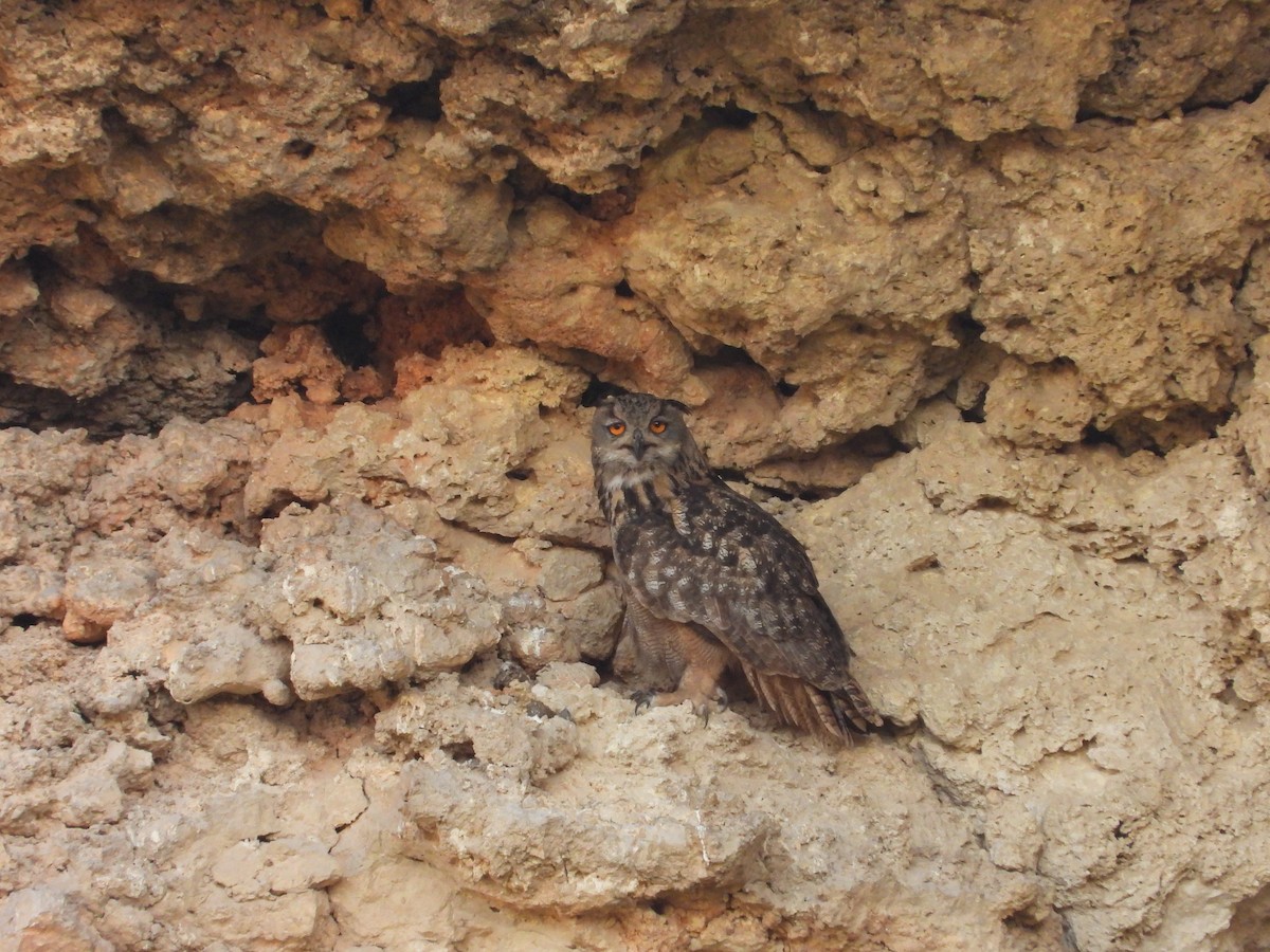 Eurasian Eagle-Owl - ML620133118