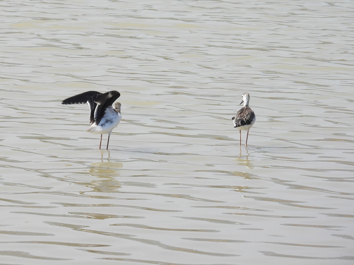 Black-winged Stilt - ML620133122