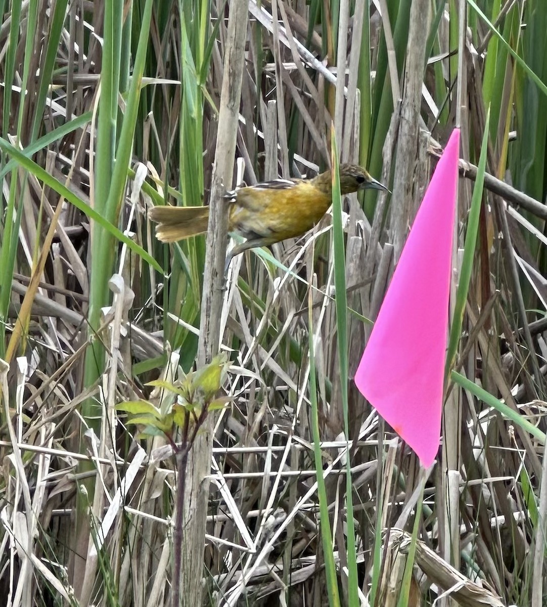 Oriole de Baltimore - ML620133126