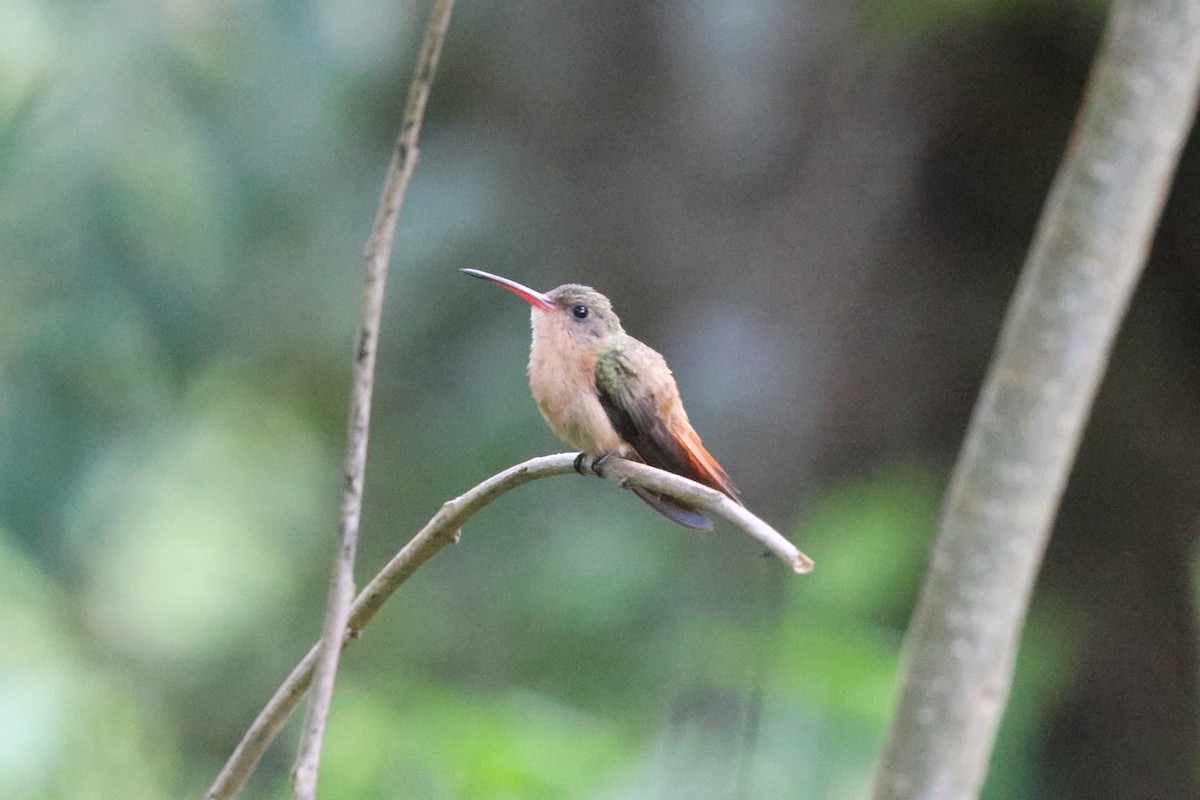 kolibřík ryšavý - ML620133131