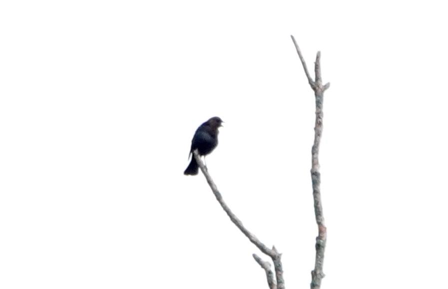 Brown-headed Cowbird - ML620133136
