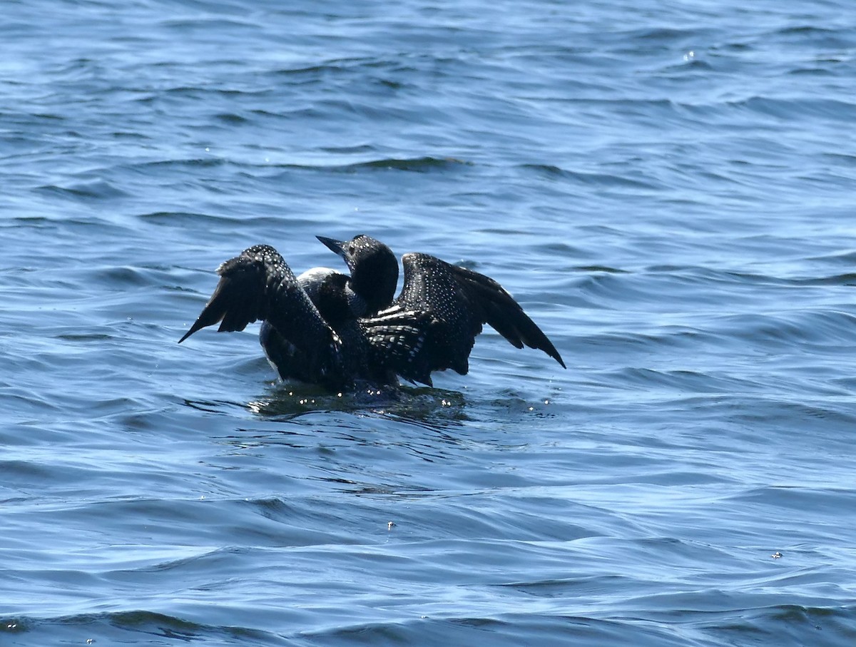 Common Loon - ML620133143