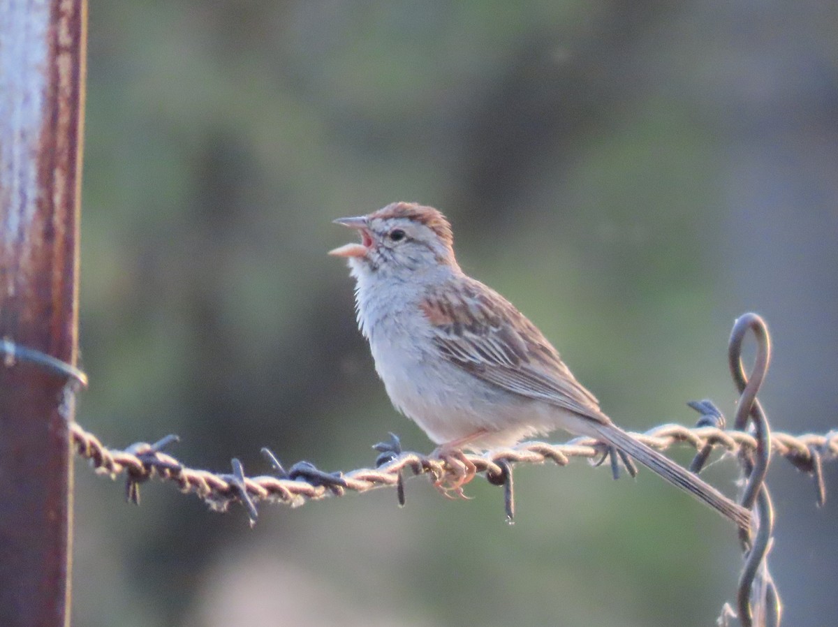 Rufous-winged Sparrow - ML620133144