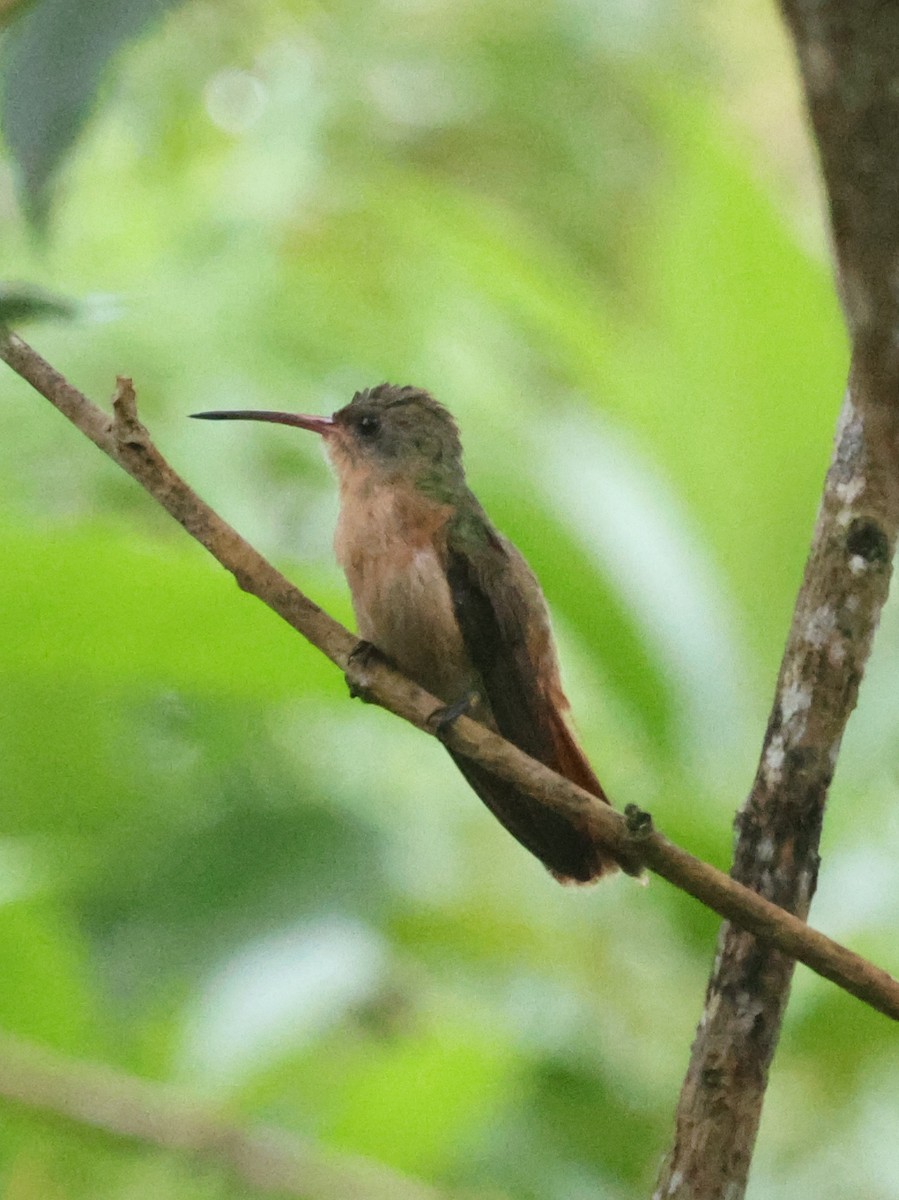 Cinnamon Hummingbird - ML620133148