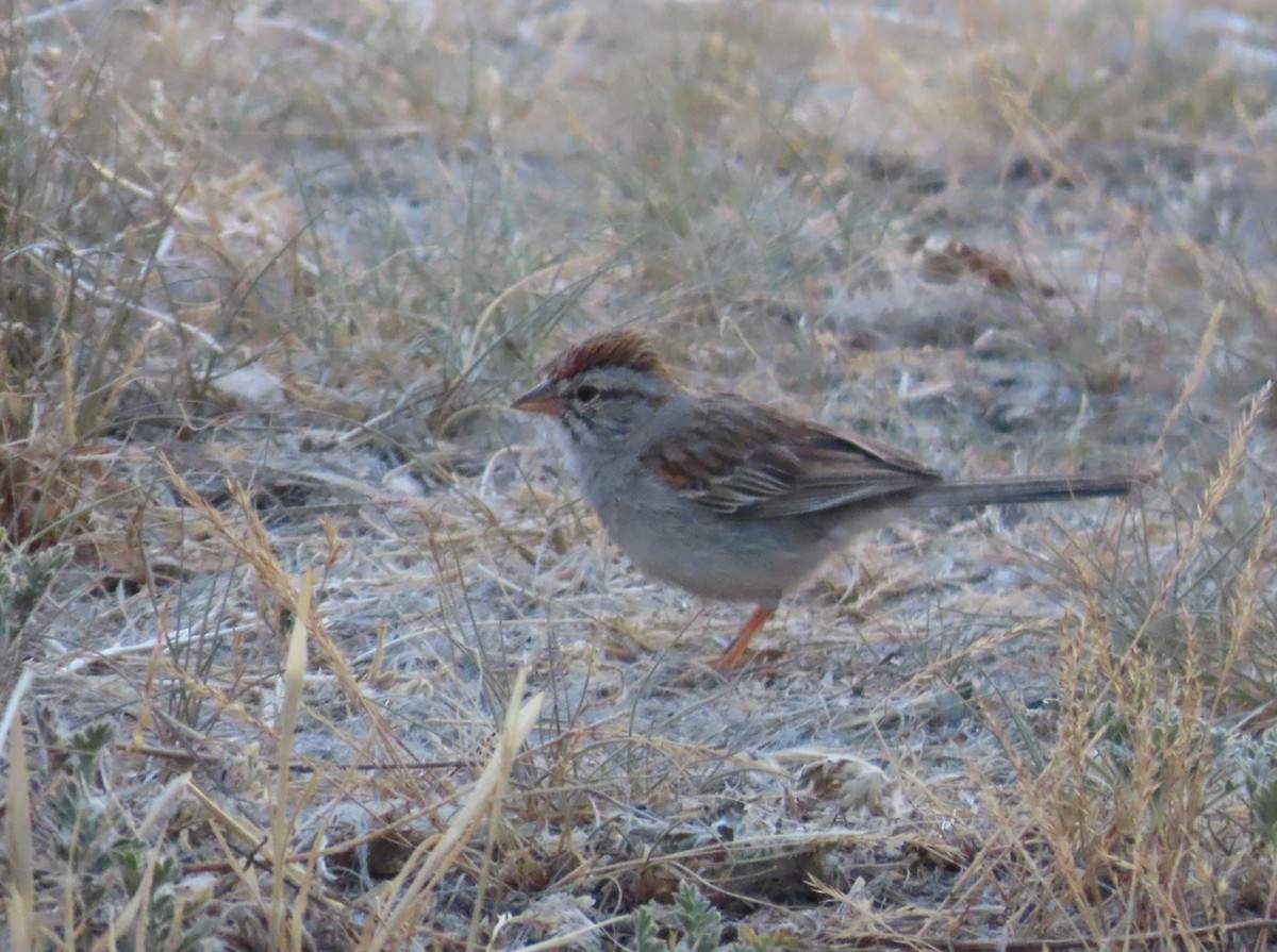 Rufous-winged Sparrow - ML620133151