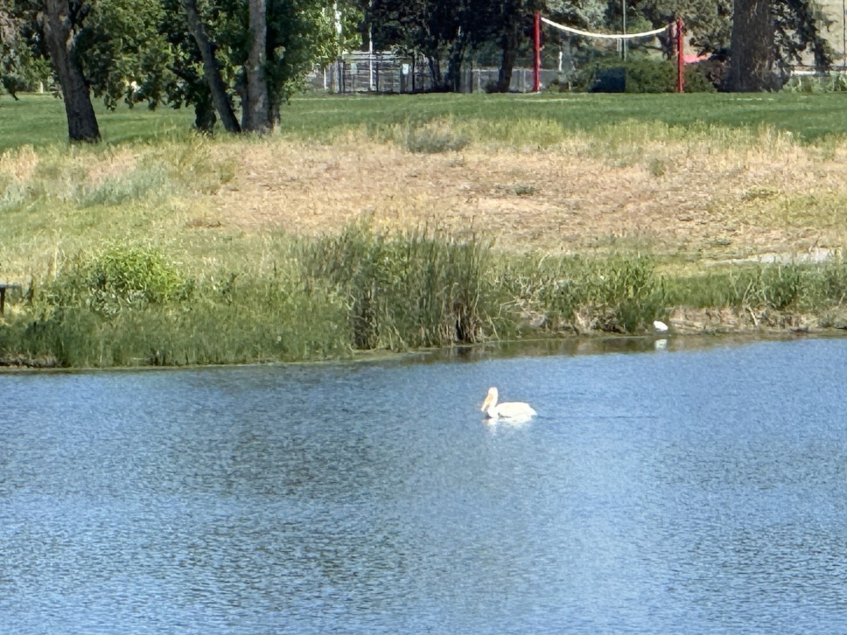 American White Pelican - ML620133153