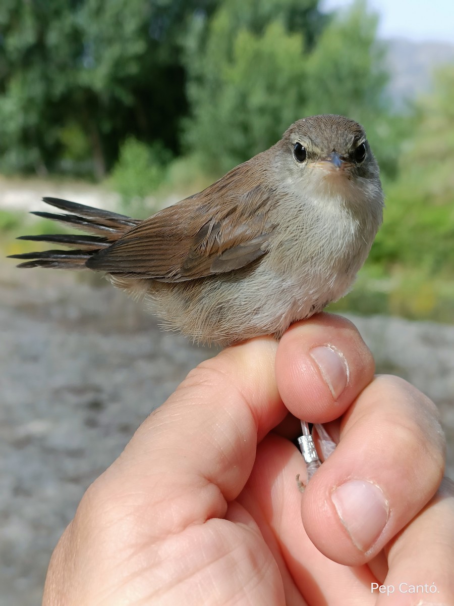 Cetti's Warbler - ML620133160