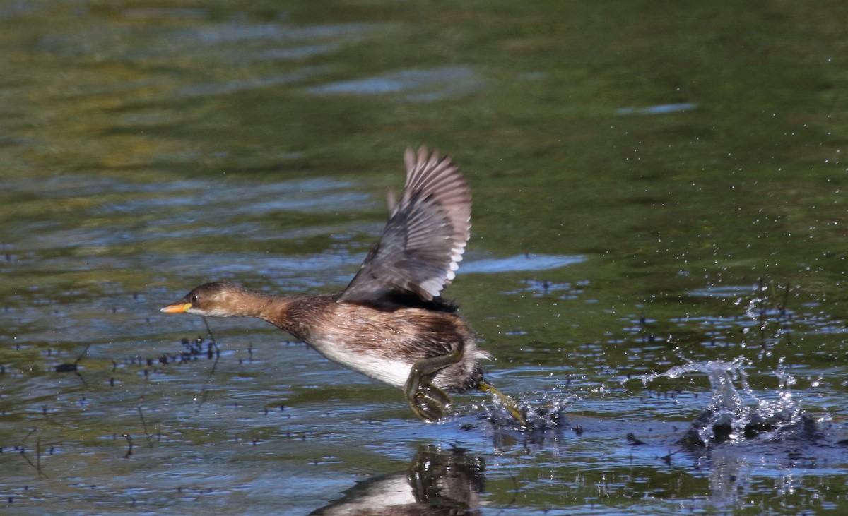 Little Grebe - ML620133175