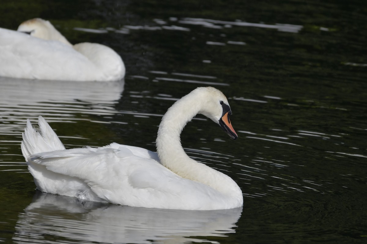 Höckerschwan - ML620133179