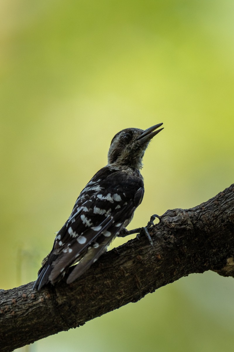 Gray-capped Pygmy Woodpecker - ML620133182