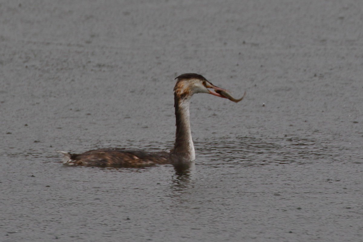 Great Crested Grebe - ML620133189