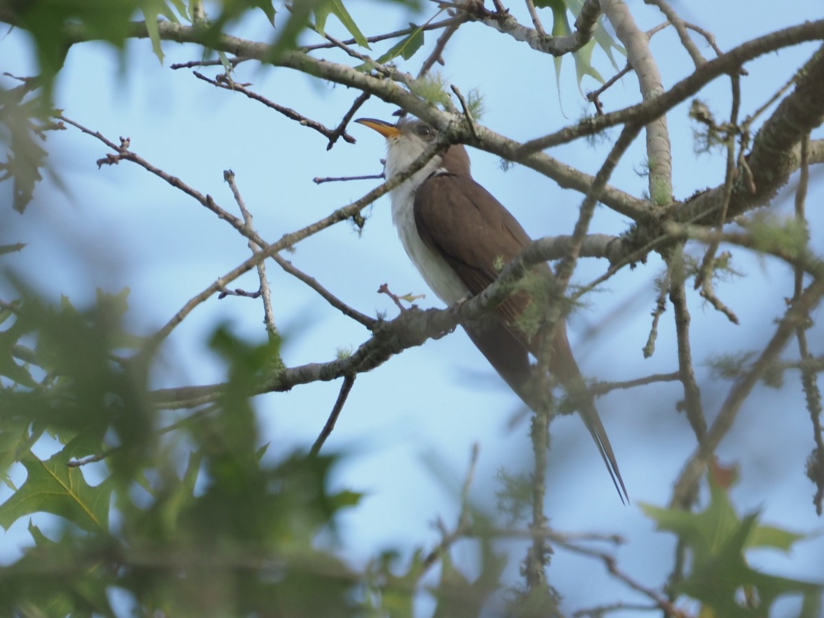 Yellow-billed Cuckoo - ML620133190