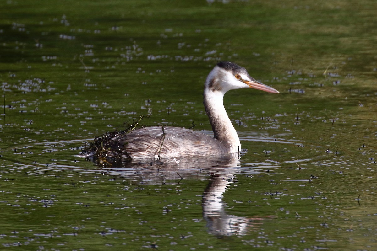 Great Crested Grebe - ML620133191