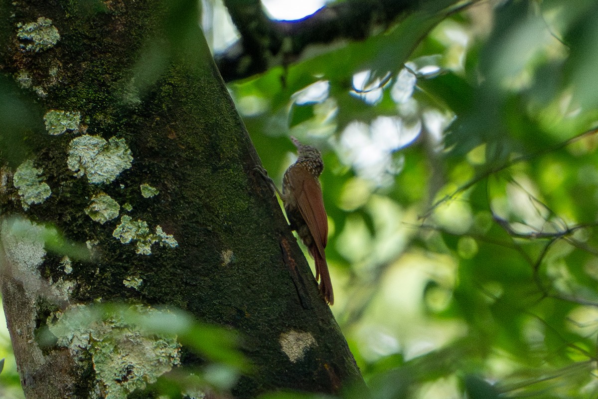 Striped Woodcreeper - ML620133196